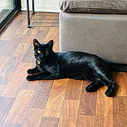 Hula joined the competition — help win amazing prizes! black_cat, cat, pet, indoor, floor, wooden_floor, sofa, furniture, yellow_eyes, relaxed, animal, mammal, domestic_animal, collar, window, natural_light, resting, lying_down, side_view, homedecor