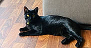 Hula joined the competition — help win amazing prizes! animal, black_cat, cat, collar, domestic_animal, floor, furniture, homedecor, indoor, lying_down, mammal, natural_light, pet, relaxed, resting, side_view, sofa, window, wooden_floor, yellow_eyes