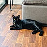 black_cat, cat, pet, indoor, floor, wooden_floor, sofa, furniture, yellow_eyes, relaxed, animal, mammal, domestic_animal, collar, window, natural_light, resting, lying_down, side_view, homedecor