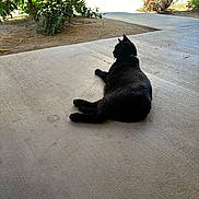 Hula joined the competition — help win amazing prizes! animal, black_cat, bushes, cat, collar, concrete, daylight, domestic_animal, feline, flowers, garden, nature, outdoor, peaceful, pet, porch, quiet, relaxing, side_view, sunlight