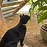 Hula joined the competition — help win amazing prizes! animal, black_cat, car, cat, collar, curious, daylight, greenery, leaf, nature, outdoor, parking_lot, pet, plant, potted_plant, shadow, sidewalk, soil, staircase, sunlight