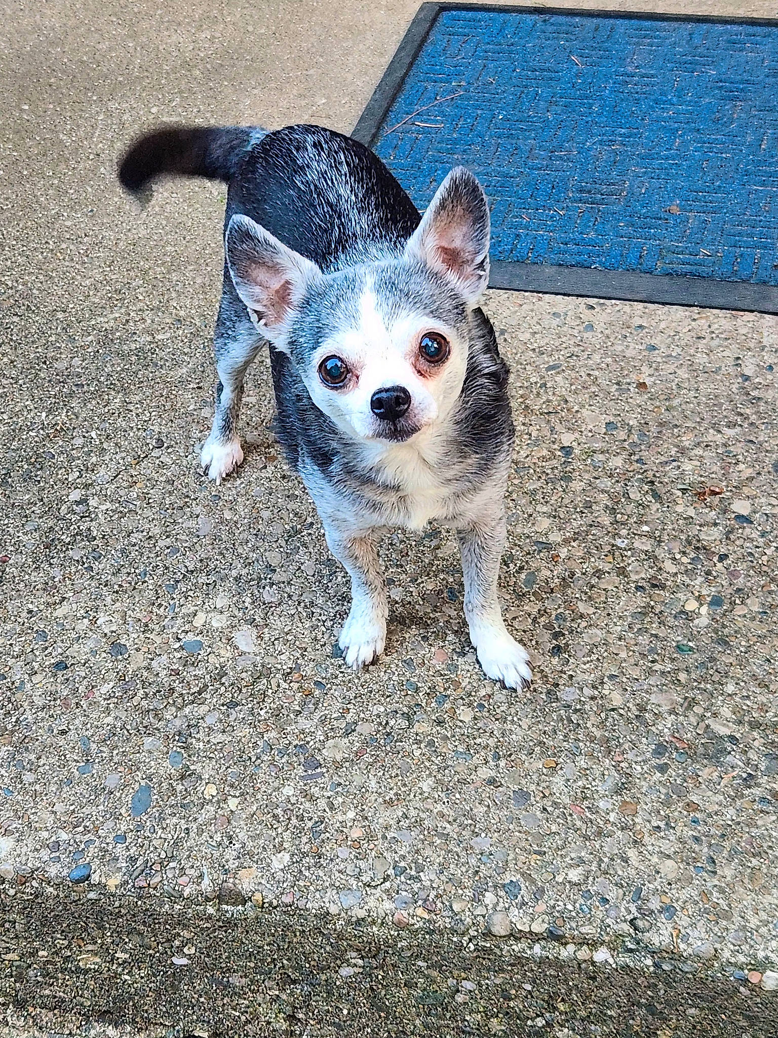 Baby is registered to the contest to win money with this photo: asphalt, canidae, carnivore, companion_dog, dog, dog_breed, electric_blue, eye, fawn, fur, head, paw, road_surface, snout, soil, sporting_group, tail, tar, terrestrial_animal, whiskers