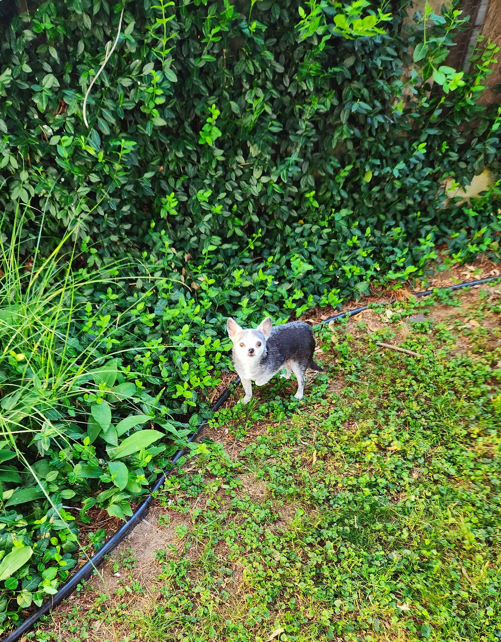 Baby joined the competition — help win amazing prizes! canidae, felidae, forest, fox_squirrel, garden, grass, grass_family, groundcover, herb, landscape, natural_landscape, plant, shrub, sporting_group, tail, terrestrial_animal, terrestrial_plant, tree, vegetation, wildlife