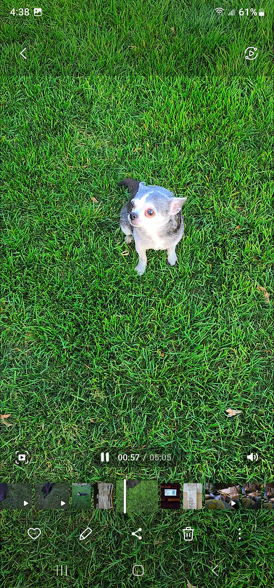 Baby joined the competition — help win amazing prizes! carnivore, cat, companion_dog, dog_breed, felidae, font, grass, grass_family, grassland, green, groundcover, lawn, meadow, pasture, people_in_nature, plant, shrub, small_to_medium_sized_cats, tail, whiskers