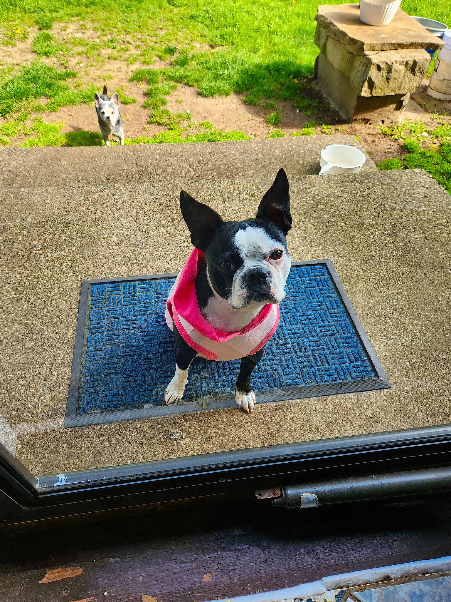 Luna is registered to the contest to win money with this photo: boston_terrier, carnivore, collar, companion_dog, dog, dog_breed, dog_collar, dog_supply, fawn, flooring, grass, green, leash, line, pet_supply, plant, snout, tail, toy_dog, working_animal