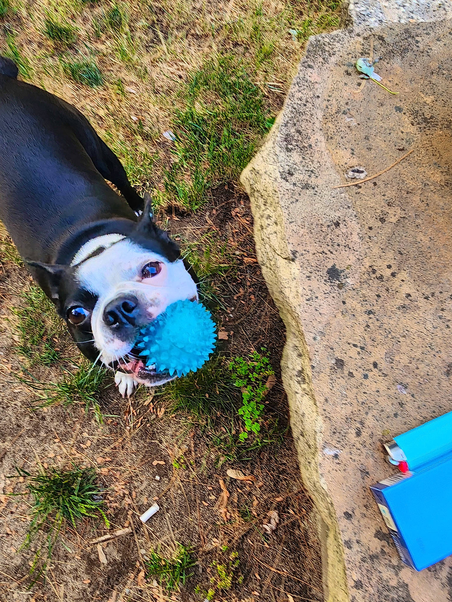 Luna is registered to the contest to win money with this photo: adventure, art, bedrock, carnivore, companion_dog, dog, dog_breed, dog_clothes, dog_supply, electric_blue, fawn, grass, leash, leisure, plant, recreation, soil, sporting_group, terrestrial_animal, working_animal