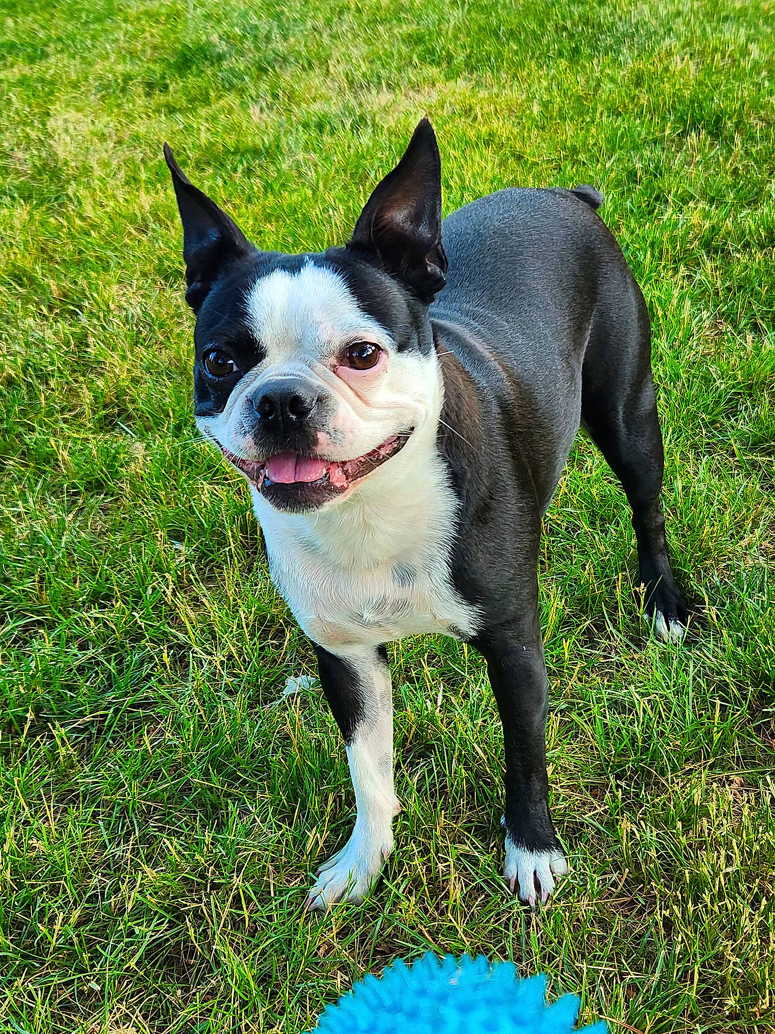 Luna is registered to the contest to win money with this photo: boston_terrier, bulldog, canidae, carmine, carnivore, collar, companion_dog, dog, dog_breed, dog_collar, fashion_accessory, fawn, french_bulldog, grass, human_body, plant, snout, sporting_group, whiskers, working_animal