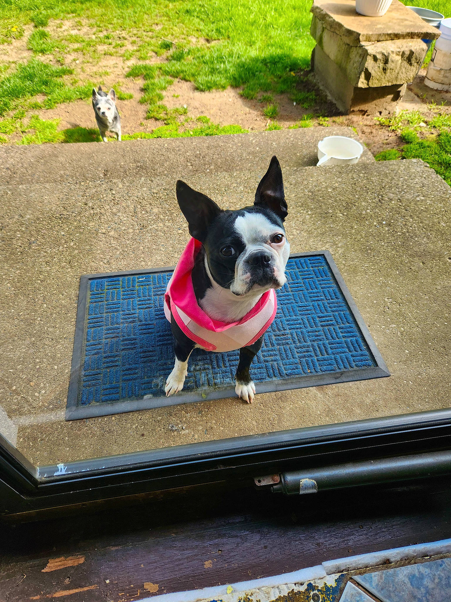 Luna is registered to the contest to win money with this photo: carnivore, collar, companion_dog, dog, dog_breed, dog_collar, dog_supply, fashion_accessory, fawn, flooring, grass, leash, leisure, pet_supply, plant, rectangle, sidewalk, snout, tail, working_animal