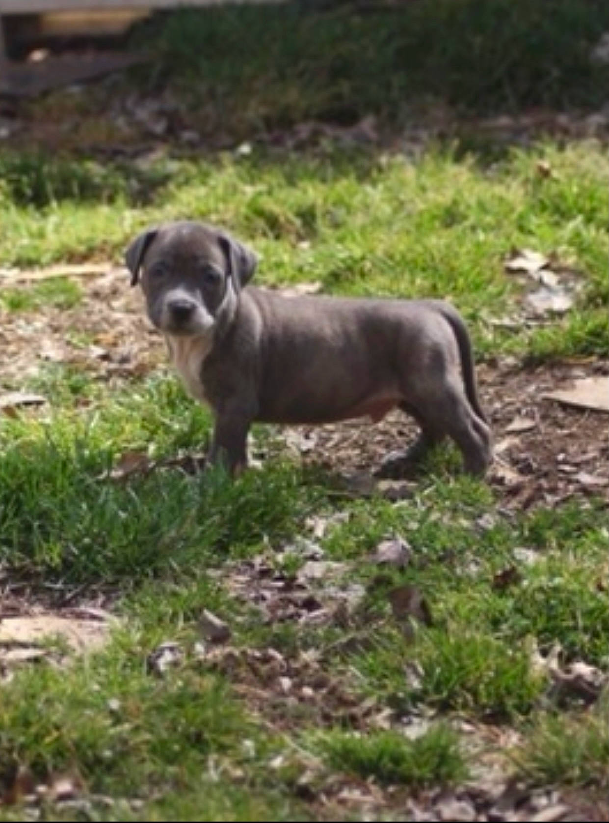 Butch is registered to the contest to win money with this photo: canidae, carnivore, companion_dog, dog, dog_breed, dog_collar, fawn, grass, groundcover, gun_dog, liver, non_sporting_group, plant, puppy, snout, soil, sporting_group, tail, terrestrial_animal, working_animal