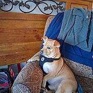 Buddy joined the competition — help win amazing prizes! dog, small_dog, tan_dog, armchair, furniture, harness, sweater, wooden_headboard, metal_decoration, indoor, pet, relaxed, seated, cozy, looking_away, patterned_fabric, comfort, home, domestic, side_view