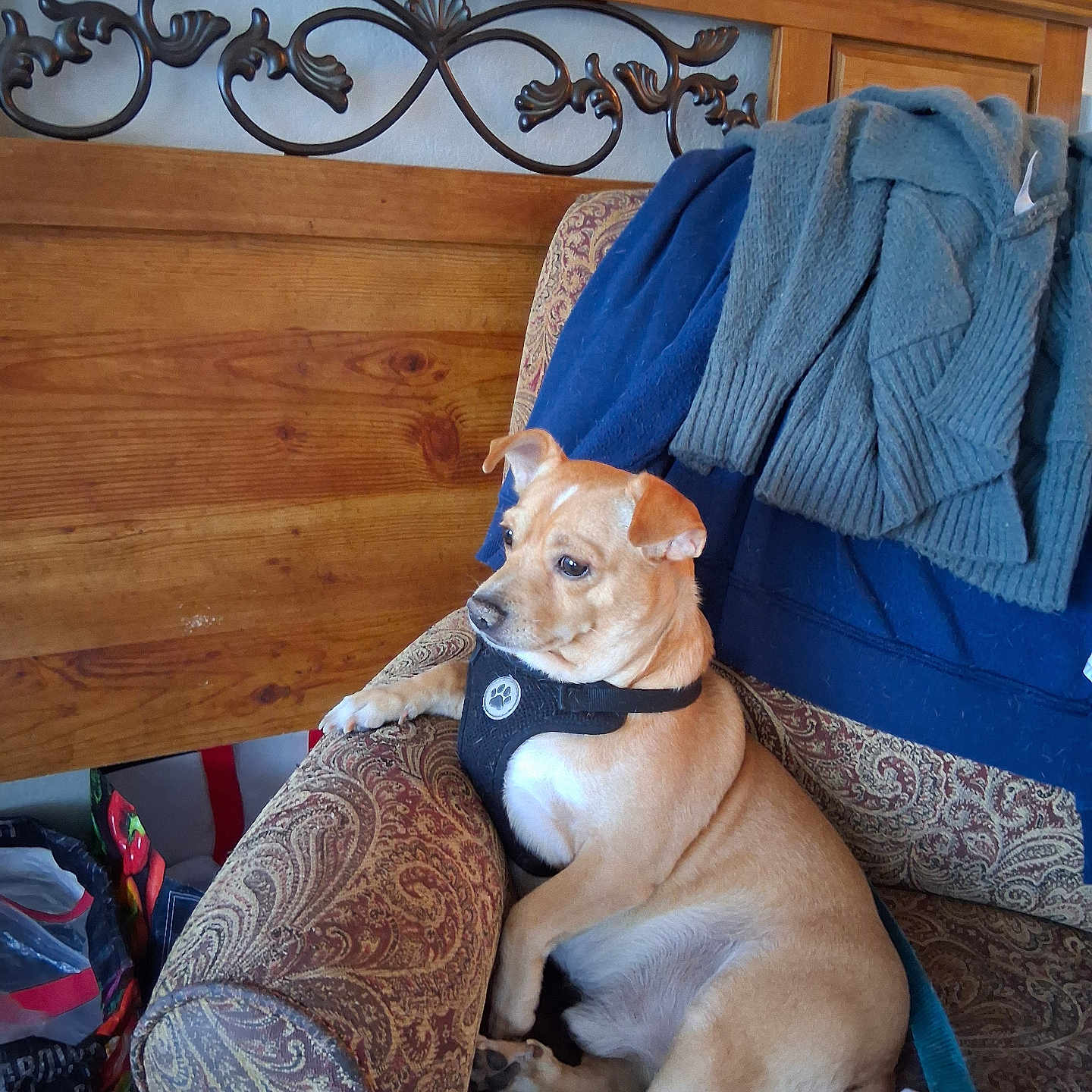 Buddy joined the competition — help win amazing prizes! armchair, comfort, cozy, dog, domestic, furniture, harness, home, indoor, looking_away, metal_decoration, patterned_fabric, pet, relaxed, seated, side_view, small_dog, sweater, tan_dog, wooden_headboard