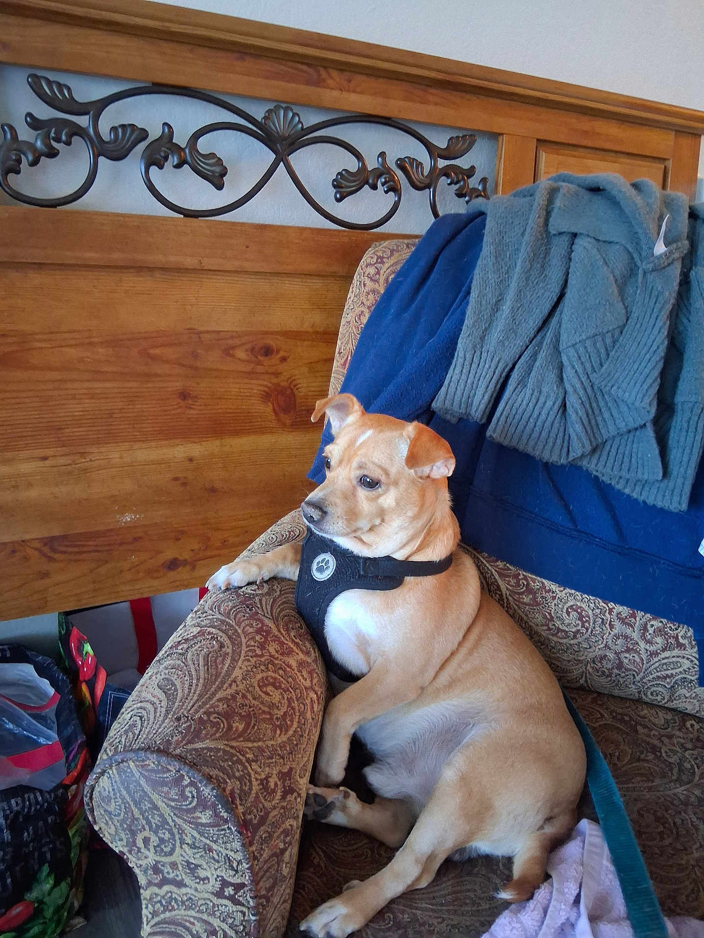 Buddy joined the competition — help win amazing prizes! dog, small_dog, tan_dog, armchair, furniture, harness, sweater, wooden_headboard, metal_decoration, indoor, pet, relaxed, seated, cozy, looking_away, patterned_fabric, comfort, home, domestic, side_view