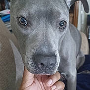 Phoenix is registered to the contest to win money with this photo: dog, close_up, gray_dog, pet, animal, face, snout, ears, hand, human_hand, indoor, couch, fur, looking, portrait, domestic_animal, companion, cute, friendship, affection