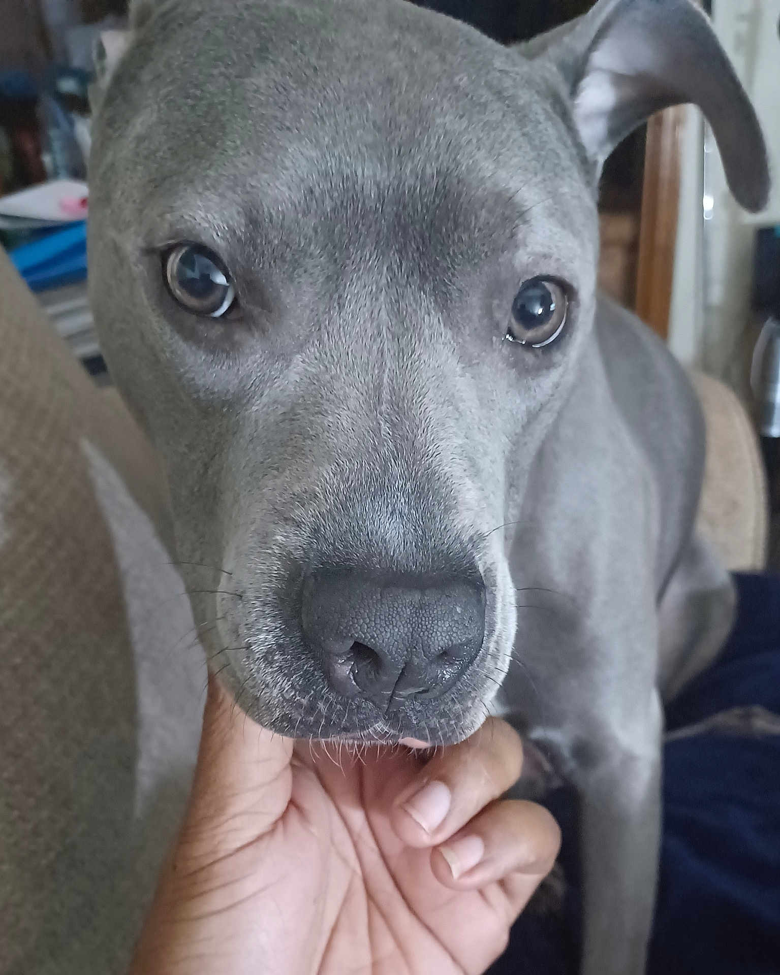Phoenix is registered to the contest to win money with this photo: dog, close_up, gray_dog, pet, animal, face, snout, ears, hand, human_hand, indoor, couch, fur, looking, portrait, domestic_animal, companion, cute, friendship, affection
