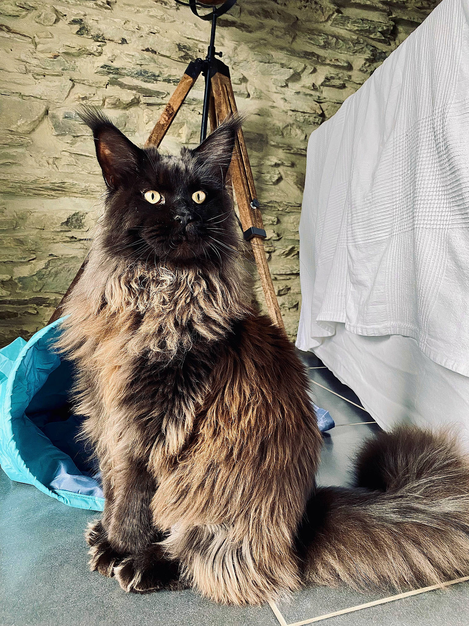 Smaug a rejoint le concours — aidez-le/la à gagner de superbes lots ! bag, black_cat, british_longhair, carnivore, cat, claw, domestic_short_haired_cat, felidae, fur, grey, metal, plant, small_to_medium_sized_cats, tail, terrestrial_animal, tree, whiskers