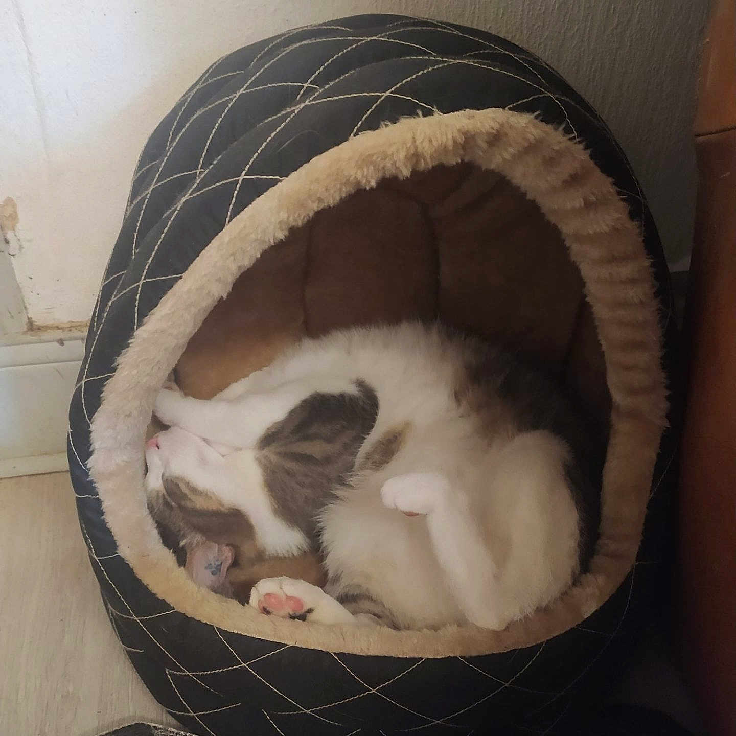 Horus participe au concours pour gagner de l'argent avec cette photo : animal, basket, canine, cat, dog, dogbed, kitten, person, pet, puppy, sleeping