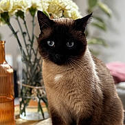 Stitch participe au concours pour gagner de l'argent avec cette photo : cat, siamese_cat, pet, animal, indoor, table, flowers, vase, lamp, plant, wooden_table, portrait, whiskers, blue_eyes, fur, sitting, closeup, domestic_animal, cozy, bokeh