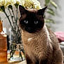 cat, siamese_cat, pet, animal, indoor, table, flowers, vase, lamp, plant, wooden_table, portrait, whiskers, blue_eyes, fur, sitting, closeup, domestic_animal, cozy, bokeh