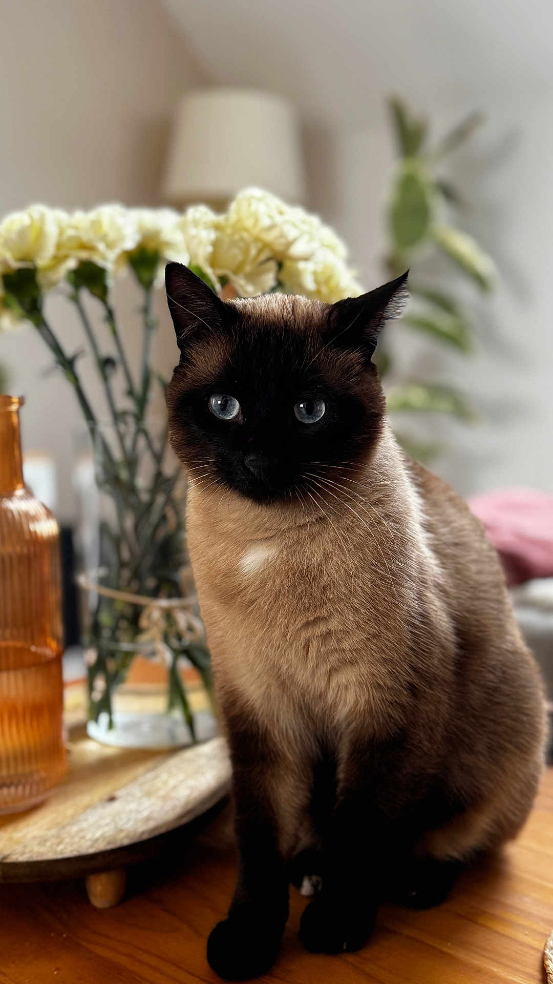 Stitch participe au concours pour gagner de l'argent avec cette photo : cat, siamese_cat, pet, animal, indoor, table, flowers, vase, lamp, plant, wooden_table, portrait, whiskers, blue_eyes, fur, sitting, closeup, domestic_animal, cozy, bokeh
