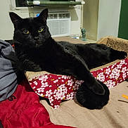 Darth is registered to the contest to win money with this photo: air_conditioner, animal, bed, black_cat, blanket, cat, cozy, domestic_cat, fabric, furniture, fuzzy_ball, indoor, lounge, paw, pet, relaxation, resting, scratcher, sleepy, window