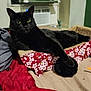 air_conditioner, animal, bed, black_cat, blanket, cat, cozy, domestic_cat, fabric, furniture, fuzzy_ball, indoor, lounge, paw, pet, relaxation, resting, scratcher, sleepy, window