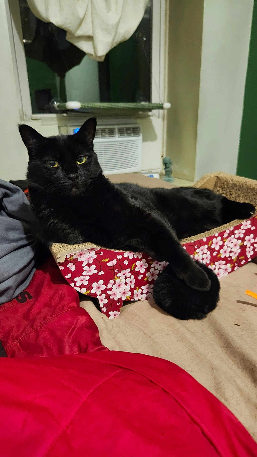 Darth is registered to the contest to win money with this photo: air_conditioner, animal, bed, black_cat, blanket, cat, cozy, domestic_cat, fabric, furniture, fuzzy_ball, indoor, lounge, paw, pet, relaxation, resting, scratcher, sleepy, window