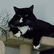 Buddy joined the competition — help win amazing prizes! cat, black_cat, white_paws, white_chest, cat_tree, indoor, pet, animal, feline, whiskers, ears, resting, looking, fur, cozy, houseplant, furniture, domestic_cat, paw, portrait