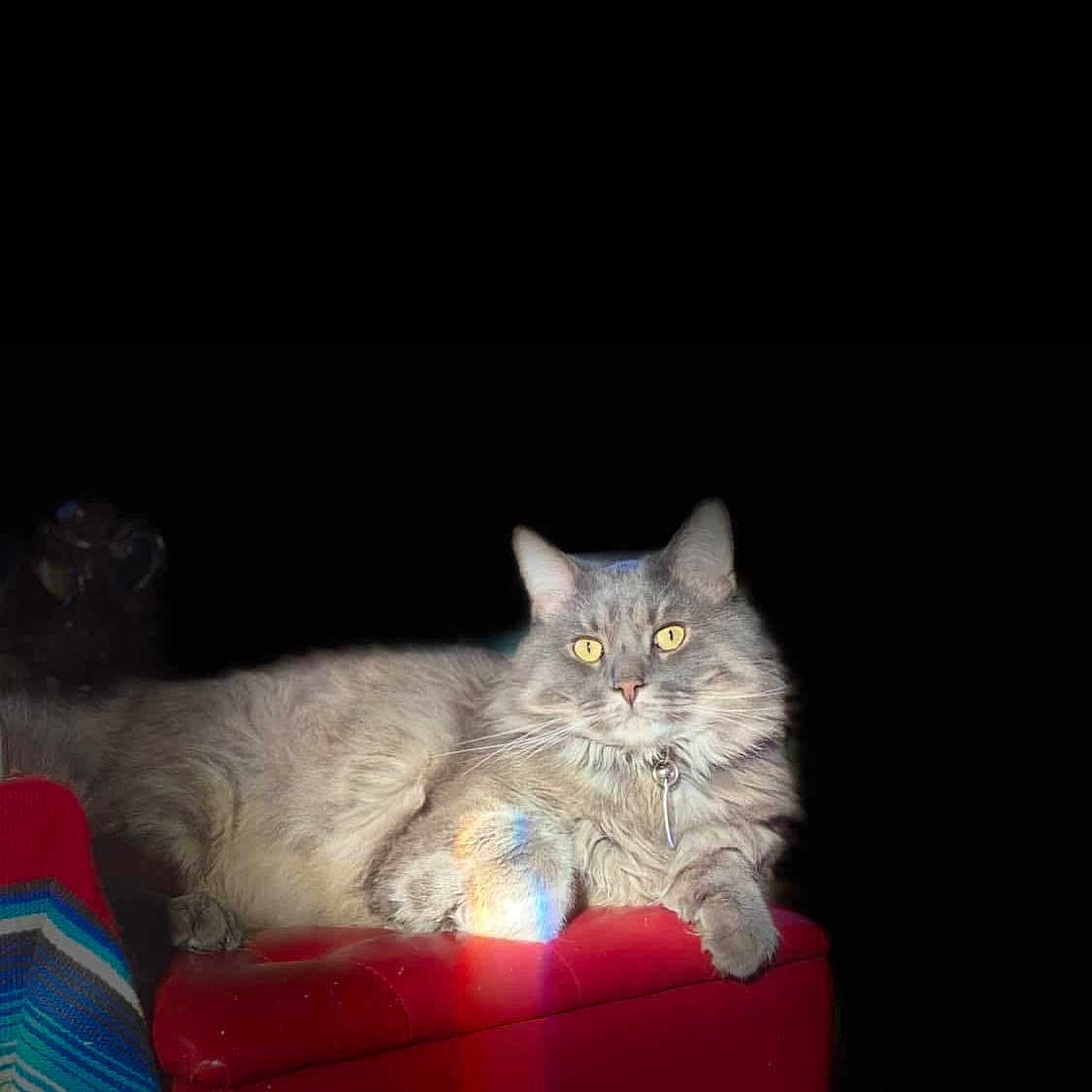 Geronimo is registered to the contest to win money with this photo: angora, animal, armchair, candle, cat, chair, couch, cushion, fire, furniture, homedecor, indoors, kitten, lighting, manx, nature, night, pet, plant, pottedplant