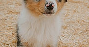Bess a rejoint le concours — aidez-le/la à gagner de superbes lots ! puppy, dog, australian_shepherd, blue_eyes, fluffy, fur, straw, outdoor, animal, pet, cute, young, canine, portrait, nature, adorable, looking, standing, friendly, small