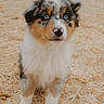 puppy, dog, australian_shepherd, blue_eyes, fluffy, fur, straw, outdoor, animal, pet, cute, young, canine, portrait, nature, adorable, looking, standing, friendly, small