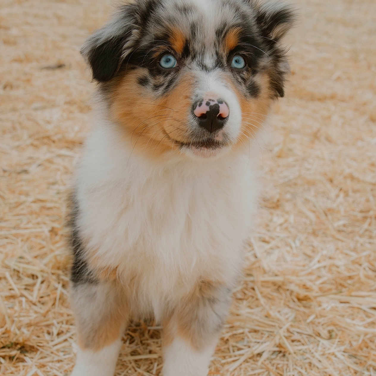 Bess a rejoint le concours — aidez-le/la à gagner de superbes lots ! puppy, dog, australian_shepherd, blue_eyes, fluffy, fur, straw, outdoor, animal, pet, cute, young, canine, portrait, nature, adorable, looking, standing, friendly, small