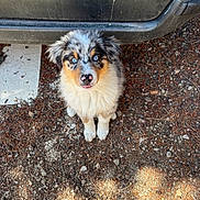 Bess a rejoint le concours — aidez-le/la à gagner de superbes lots ! puppy, dog, australian_shepherd, blue_eyes, fur, sitting, outdoor, gravel, ground, car_bumper, cute, pet, animal, looking_up, nose, tongue, fluffy, young, nature, adorable