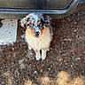 puppy, dog, australian_shepherd, blue_eyes, fur, sitting, outdoor, gravel, ground, car_bumper, cute, pet, animal, looking_up, nose, tongue, fluffy, young, nature, adorable