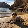 Bess participe au concours pour gagner de l'argent avec cette photo : puppy, dog, beach, sand, water, waves, rocks, cliffs, sunlight, outdoor, nature, animal, pet, blue_sky, collar, relaxing, shoreline, small_rocks, sunshine, scenic