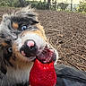 Bess participe au concours pour gagner de l'argent avec cette photo : dog, strawberry, blue_eyes, forest, nature, outdoor, animal, leaf_litter, fur, snout, mouth_open, hand, fruit, playful, closeup, pet, tongue, trees, sunlight, ground