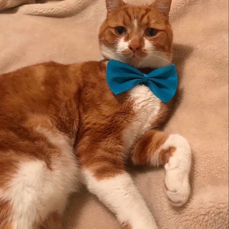 Toulouse is registered to the contest to win money with this photo: abyssinian, accessories, animal, bowtie, cat, couch, face, formalwear, furniture, head, indoors, interiordesign, kitten, manx, person, pet, photography, strap, tie, wood