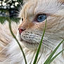 abyssinian, angora, animal, cat, face, grass, head, kitten, lawn, manx, person, pet, plant, siamese, smelling, snout