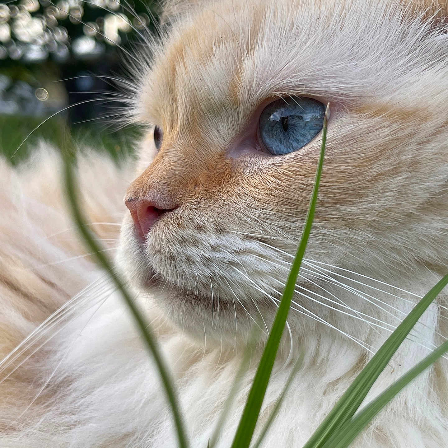 Yeti joined the competition — help win amazing prizes! abyssinian, angora, animal, cat, face, grass, head, kitten, lawn, manx, person, pet, plant, siamese, smelling, snout