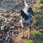 Love a rejoint le concours — aidez-le/la à gagner de superbes lots ! dog, outdoor, rocky_path, grass, animal, pet, sunlight, nature, canine, tongue_out, alert, standing, daylight, fur, ears, tail, walking_path, earth, playful, happy