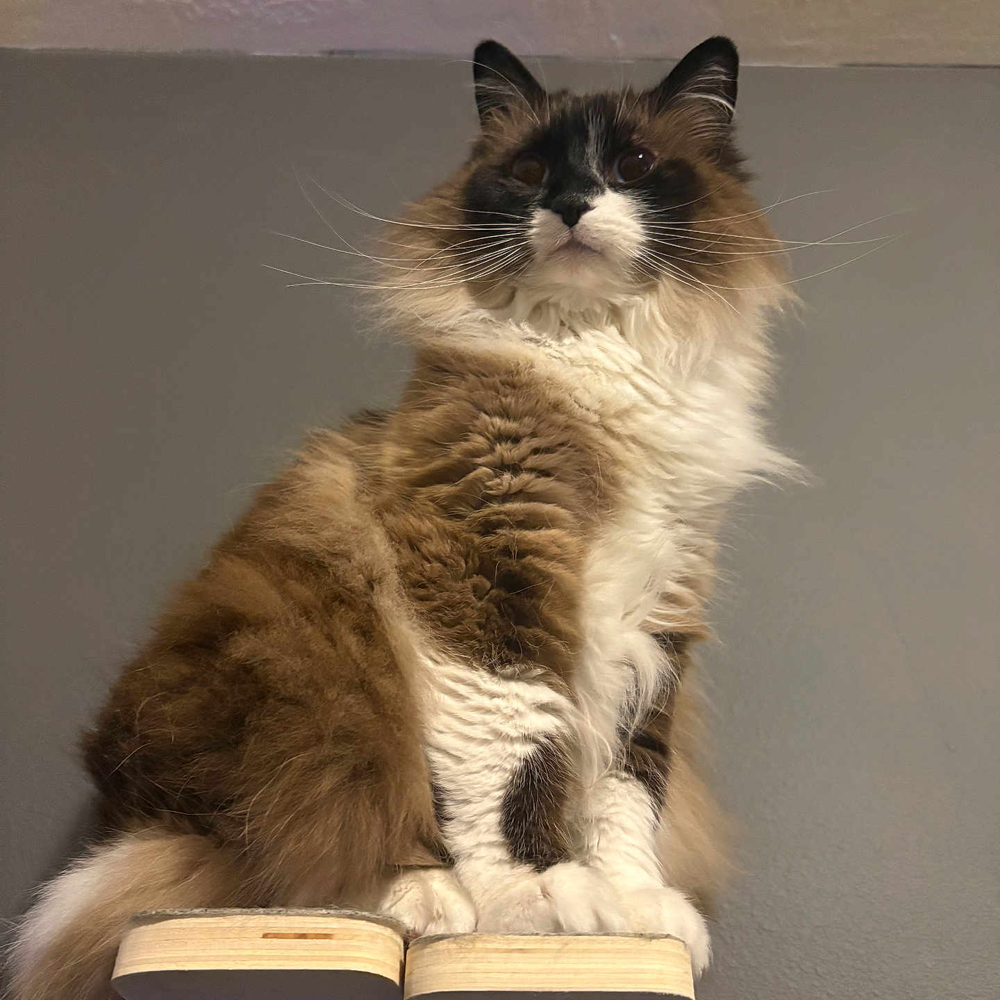 Mochi is registered to the contest to win money with this photo: cat, fluffy, sitting, wooden_shelf, gray_wall, indoor, pet, feline, long_hair, whiskers, ears, paws, tail, curious, alert, domestic_animal, animal_portrait, close_up, calm, house_pet