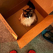 Mochi joined the competition — help win amazing prizes! cat, cardboard_box, carpet, slippers, spiderman, feet, indoor, pet, feline, curious, fluffy, brown, black, white, looking_up, cozy, home, floor, playful, animal