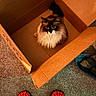 cat, cardboard_box, carpet, slippers, spiderman, feet, indoor, pet, feline, curious, fluffy, brown, black, white, looking_up, cozy, home, floor, playful, animal