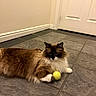 Mochi joined the competition — help win amazing prizes! cat, indoor, floor, tile, tennis_ball, pet, fur, white, brown, animal, paw, door, resting, looking, domestic, mammal, cute, feline, long_hair, playing