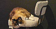 Mochi is registered to the contest to win money with this photo: cat, fluffy, chair, indoor, pet, relaxed, resting, fur, animal, domestic_animal, black_wall, feline, cute, whiskers, paw, cozy, home, furniture, lazy, looking