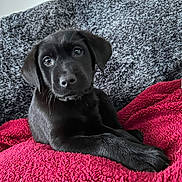 Kenny is registered to the contest to win money with this photo: animal, bed, bedroom, blanket, canine, couch, cushion, dog, furniture, homedecor, hound, indoors, labradorretriever, linen, pet, pointer, puppy, quilt, room, towel