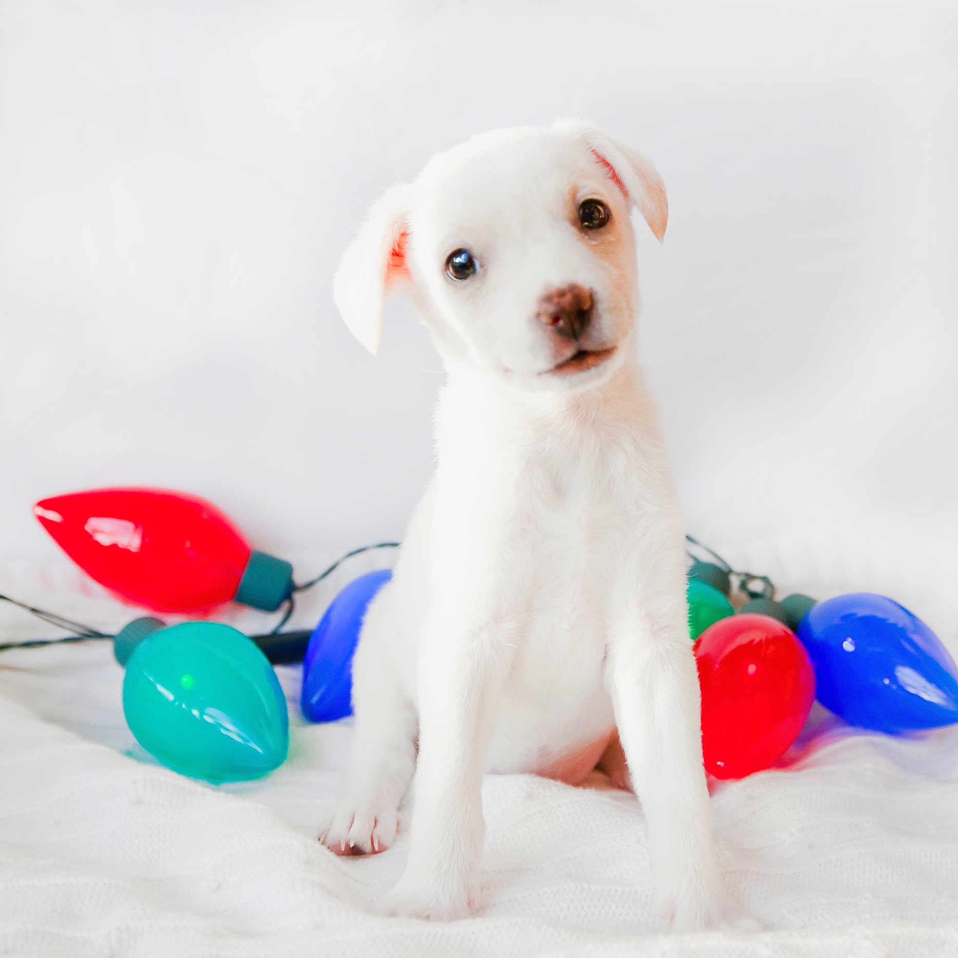 Coconut joined the competition — help win amazing prizes! adorable, animal, blanket, blue_light, bright, cozy, cute, dog, fur, green_light, head_tilt, holiday_lights, indoor, pet, puppy, red_light, sitting, small_dog, white, young_dog