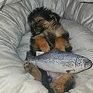 Guizmo a rejoint le concours — aidez-le/la à gagner de superbes lots ! puppy, dog, sleeping, bed, plush, toy, fish_toy, cute, cozy, fur, paws, resting, animal, pet, relaxing, indoor, small_dog, sleep, snuggled, adorable