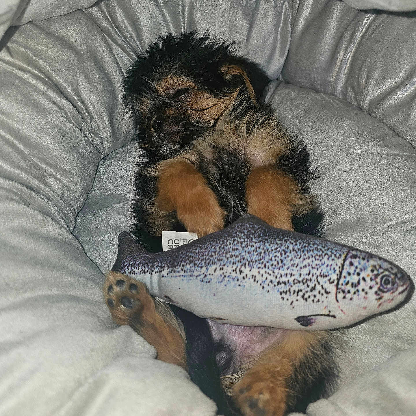 Guizmo a rejoint le concours — aidez-le/la à gagner de superbes lots ! puppy, dog, sleeping, bed, plush, toy, fish_toy, cute, cozy, fur, paws, resting, animal, pet, relaxing, indoor, small_dog, sleep, snuggled, adorable
