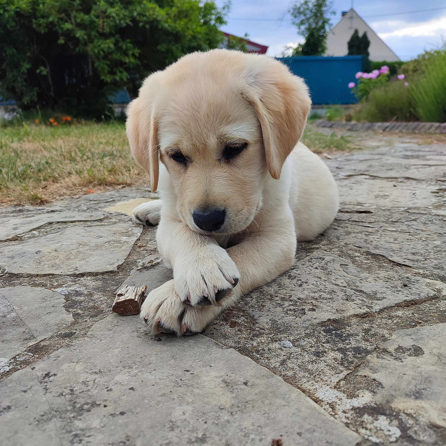 Abby a rejoint le concours — aidez-le/la à gagner de superbes lots ! animal, canine, cockerspaniel, dog, flagstone, goldenretriever, hound, labradorretriever, path, pet, puppy, sidewalk, slate, terrier, walkway, whitedog