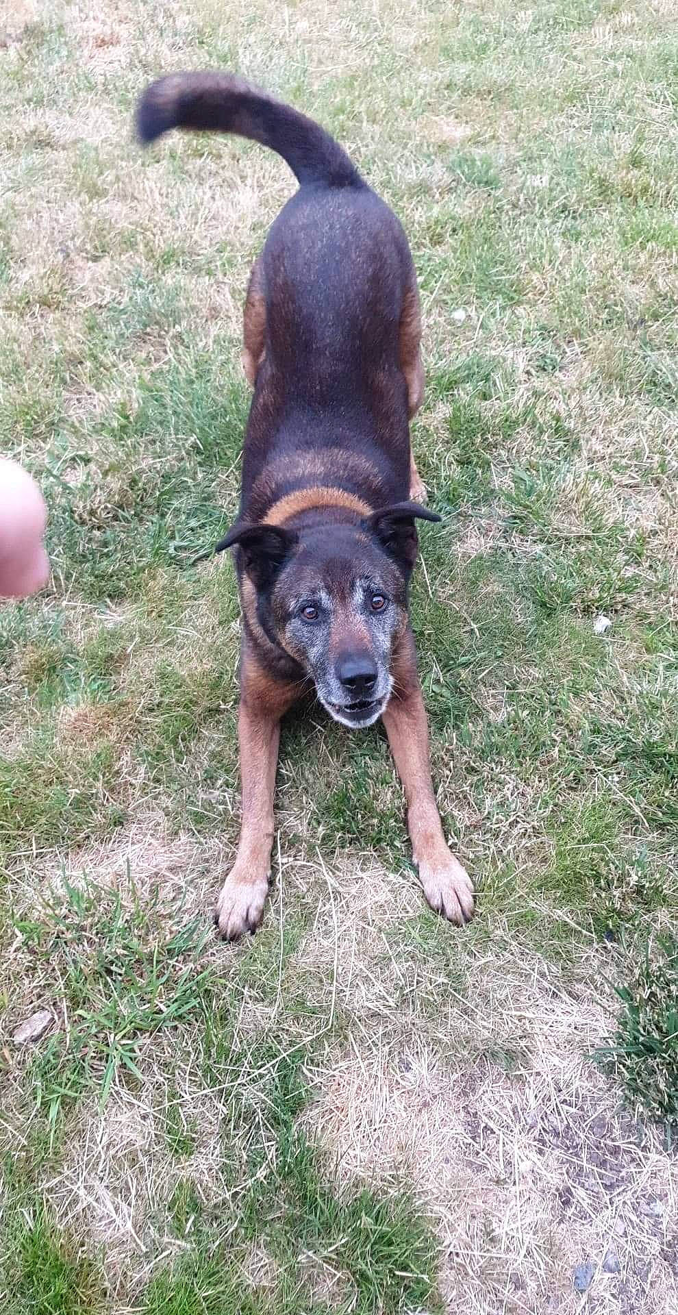 Alfie a rejoint le concours — aidez-le/la à gagner de superbes lots ! canidae, carnivore, collar, companion_dog, dog, dog_breed, fawn, fireplace, grass, guard_dog, hound, hunting_dog, liver, paw, snout, sporting_group, tail, terrestrial_animal, working_animal, working_dog